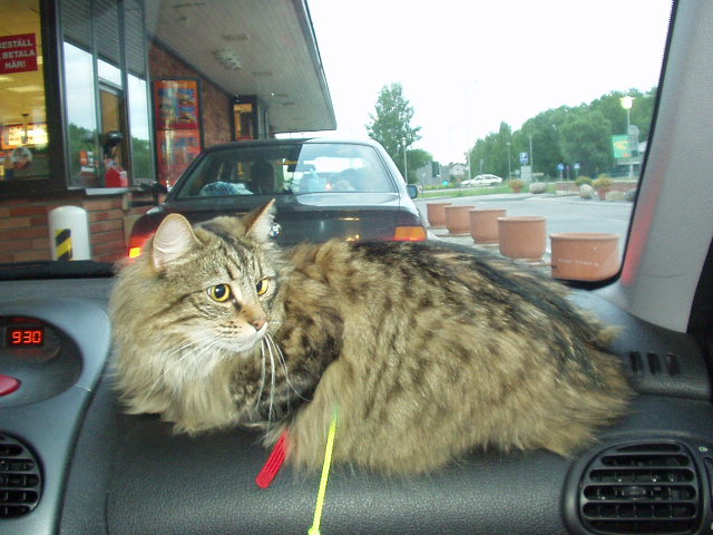 Hmm, Mac Donalds, har de kattmat också?