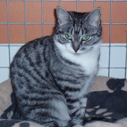 Lina undrar om det finns någon därute som hon kan få komma och bo hos permanent?   Foto: Kattklubben Jämtkatten