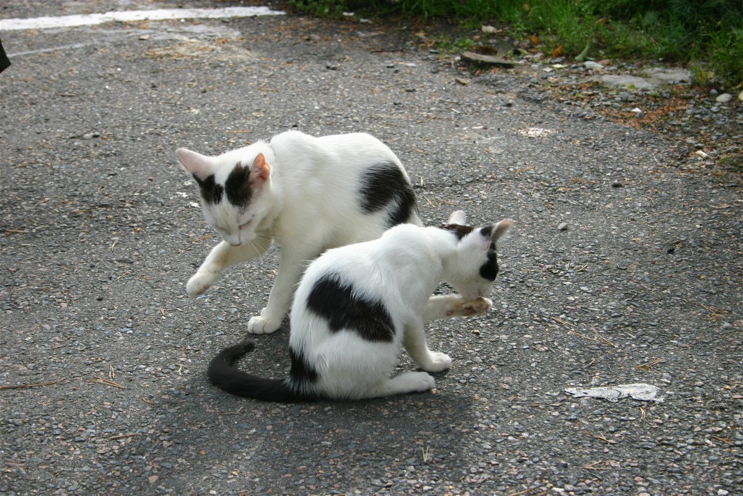 Orientallika kattungar Foto: Lena