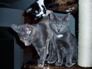 Belinda, Bosse & Pussi (i röret) har alla fått nya hem genom Hudiksvalls Kattsamarit. Foto: HDK