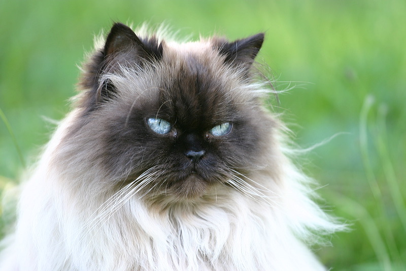Nöjd katt. Foto Per Haglund