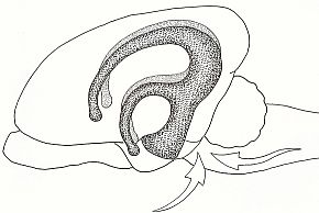Foto från: http://www.aisti.info/swe/neurologi/neurologisk_unders_kning.html