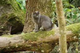 Hittekatter iFokus ordlista