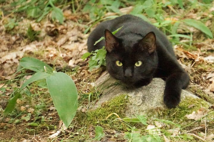 Innan du släpper ut katten