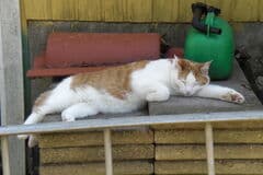 Dags att släppa ut katten, eller…?