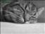 Stefanie-