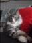 Josefin-