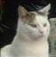 kattmannen