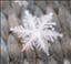 Snowfly