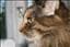 catfoots_dotter