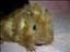 Pixelin