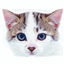Crisse-